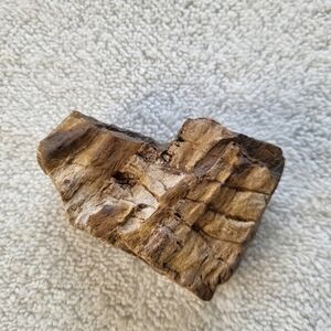 Raw Petrified Wood 11.9 OZ Measures 4Inches by 3 Inches by 1.25 Inches